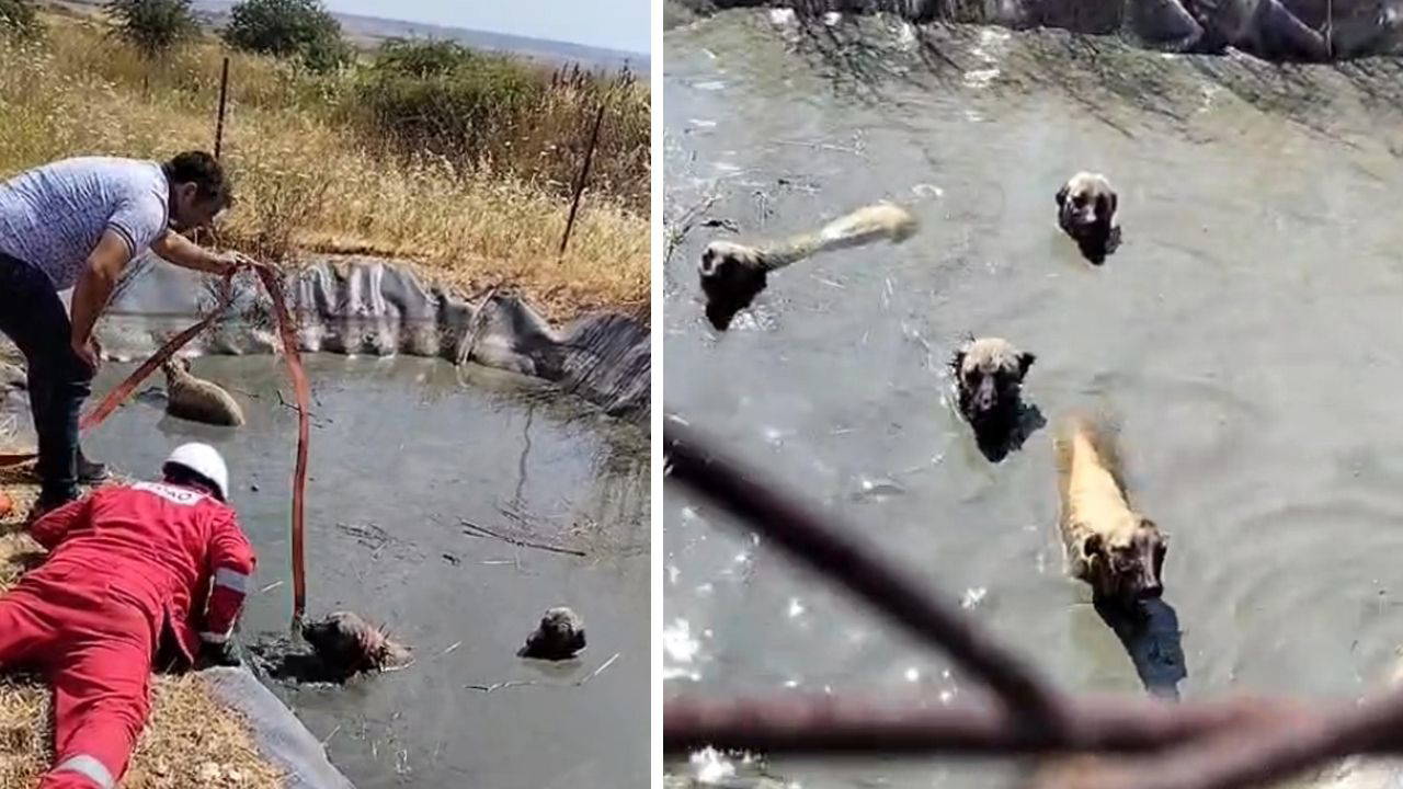 Golette mahsur kalan 4 kopegi vatandaslar kurtardi cLuQuYZS